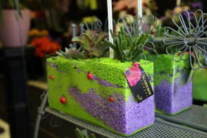 Scarecrow Flowers_2662